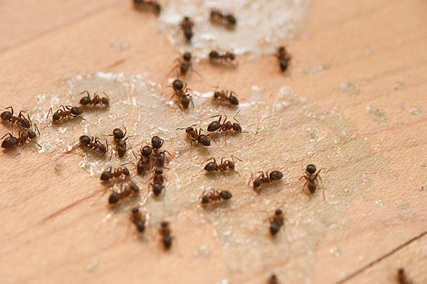 Best Ant Control Services  in Wickes, AR