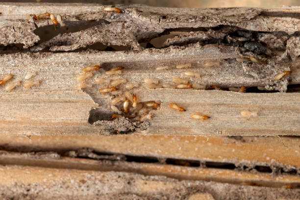 Best Bed Bug Extermination  in Wickes, AR