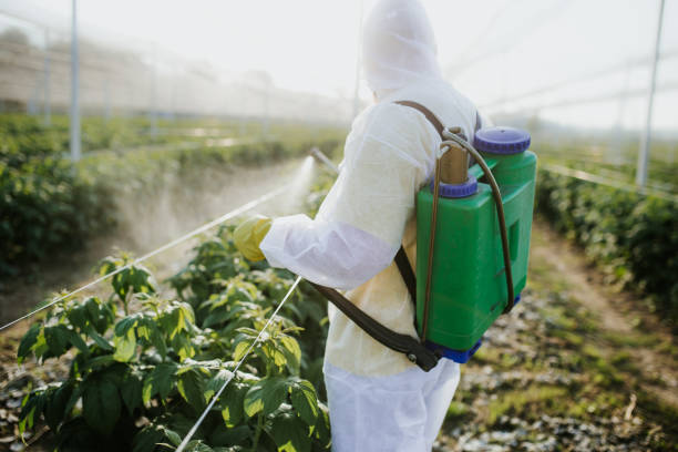 Best Affordable Pest Control Services  in Wickes, AR